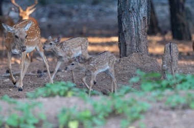 Ormanda Fallow Geyiği. (Fallow Deer, Dama dama)