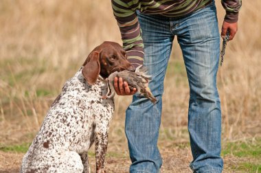 Tazı avını efendisine getirdi..