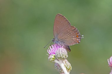 Mor çiçekli Ilex Hairstreak kelebeği. Yakın plan, kanadın altında (Satyrium ilicis)