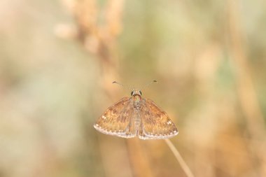 Dingy Skipper kelebeği. Yakından, kanadın altından. (Erynnis tages )