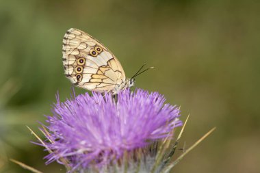 Balkan Marled White kelebeği, mor bir çiçeğin üzerinde, yakın plan, kanadın altında. (Melanargia larissa )