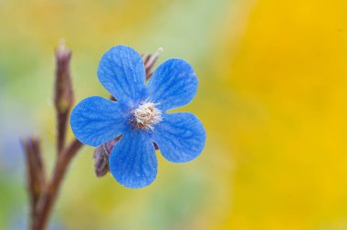 Çayırda yabani çiçeklerin olduğu doğal bahar manzarası. Küçük mavi çiçekler. Makro fotoğraf. Mavi kır çiçekleri.