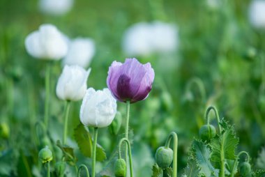 Baharda beyaz ve mor çiçekli haşhaş tarlası, yakın plan..
