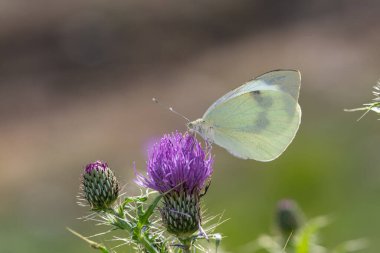 Mor çiçekli büyük beyaz kelebek. Pieris sutyen, kanadın altında..