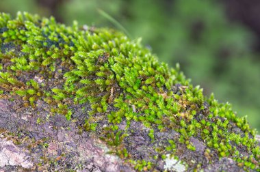 Ölü ahşap üzerinde yeşil renkli yosun.