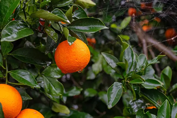 Orange fruits on the branch in the orange grove. Rain-soaked oranges.