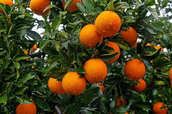 Orange fruits on the branch in the orange grove. Rain-soaked oranges.
