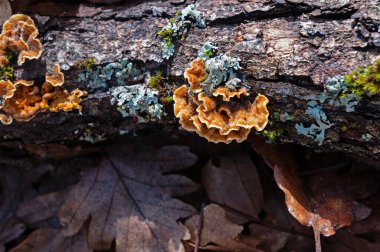 Bir kütükte sarı-turuncu mantar. Parkta Ağaç Gövdesi 'nin yanında büyüyen mantar koleksiyonu. Steryum hirsutum, ya da sahte hindi kuyruğu ve eğri büğrü zift kabuğu, genellikle ölü ahşap üzerinde birden fazla fren oluşturan bir mantardır..
