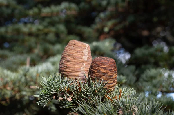 Fresh cones on the branch of a cedar tree.