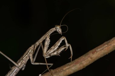 Kahverengi peygamber devesi dalında.