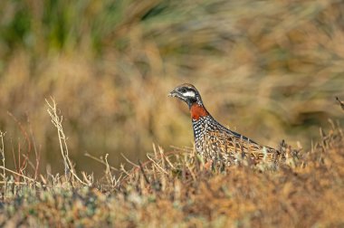 Siyah Frankolin (Francolinus francolinus) sararmış otların arasında beslenir..