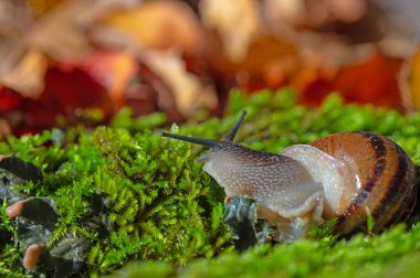 Antenleri yosundan çıkmış bir salyangoz. Kurumuş sarı ve kırmızı renkli yapraklar..