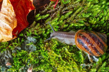 Antenleri yosundan çıkmış bir salyangoz. Kurumuş sarı ve kırmızı renkli yapraklar..