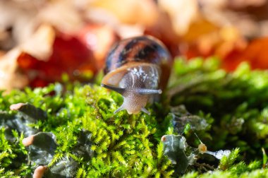 Antenleri yosundan çıkmış bir salyangoz. Kurumuş sarı ve kırmızı renkli yapraklar..