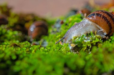 Antenleri yosunlara yapışmış bir salyangoz..