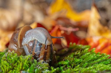 İki salyangoz birbirine yapışmış. Kurumuş sarı ve kırmızı renkli yapraklar..