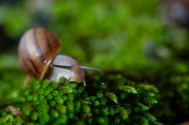 Antenleri yosunlara yapışmış bir salyangoz..