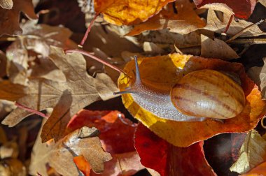 Kurumuş sarı ve kırmızı yapraklı salyangozlar..