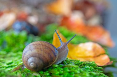 Antenleri yosundan çıkmış bir salyangoz. Kurumuş sarı ve kırmızı renkli yapraklar..