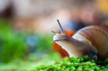 Antenleri yosunlara yapışmış bir salyangoz..