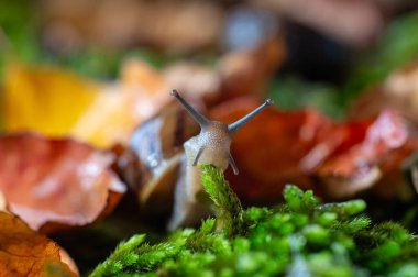 Antenleri yosundan çıkmış bir salyangoz. Kurumuş sarı ve kırmızı renkli yapraklar..