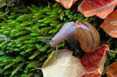 Antenleri yosundan çıkmış bir salyangoz. Kurumuş sarı ve kırmızı renkli yapraklar..