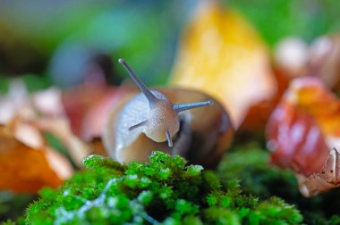 Antenleri yosundan çıkmış bir salyangoz. Kurumuş sarı ve kırmızı renkli yapraklar..