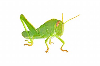 Yeşil renkli çekirge beyaz bir arkaplanda izole edilmiş..