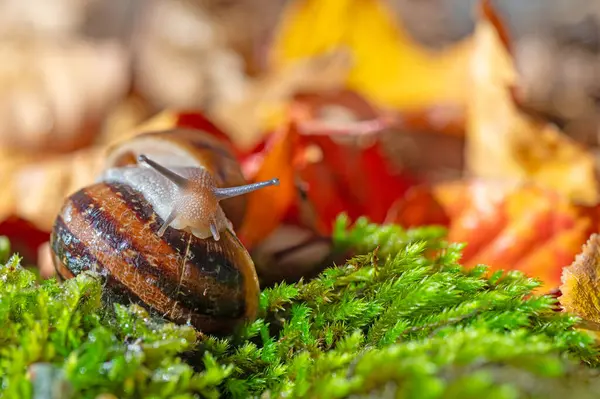 İki salyangoz birbirine yapışmış. Kurumuş sarı ve kırmızı renkli yapraklar..