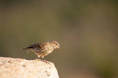 Avrupa Serini (Serinus serinus) beton zeminde duruyordu. Tatlı küçük ötücü kuş.