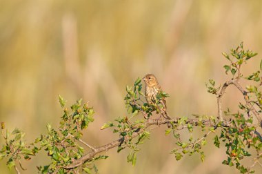 Dişi Avrupalı Serin (Serinus serinus) bir dalın üzerinde duruyor. Tatlı küçük ötücü kuş.