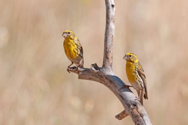 Erkek Avrupalı Serin (Serinus serinus) bir dalın üzerinde duruyor. Küçük sarı ötücü kuş.