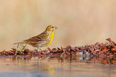 Avrupa Serin (Serinus serinus) çeşmeden su içmektedir. Tatlı küçük ötücü kuş.