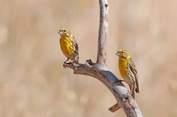 Erkek Avrupalı Serin (Serinus serinus) bir dalın üzerinde duruyor. Küçük sarı ötücü kuş.