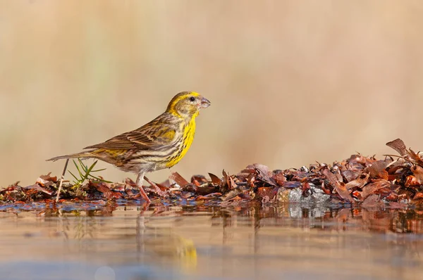 Avrupa Serin (Serinus serinus) çeşmeden su içmektedir. Tatlı küçük ötücü kuş.