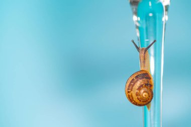 Camda yürüyen bir salyangoz.