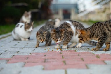 Sokak kedileri yerdeki yiyecekleri yiyorlar..