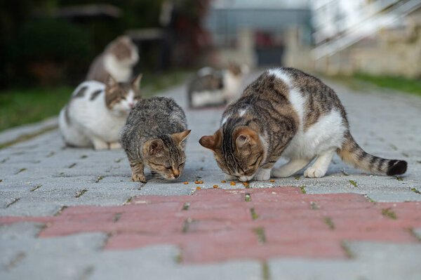 Stray cats are eating the food on the ground.