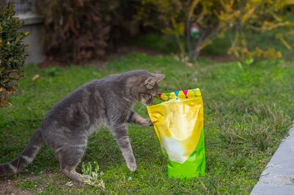 A gray stray cat looks into a bag of food.