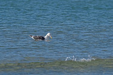 Denizde yüzen bir martı. Büyük siyah sırtlı martı. Latince adı Larus marinus
