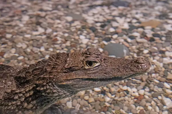 Sudaki yavru timsah teraryumda, yakın plan..