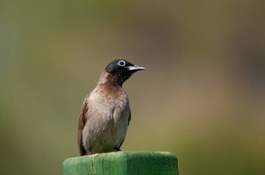Yeşil ağaç kütüğünde beyaz gözlüklü Bulbul. Pycnonotus xanthopygos