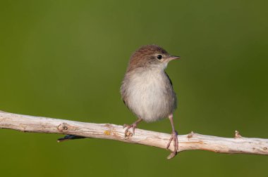 Cetti 'nin Warbler' ı kuru dallarda. Cettia cetti. Yeşil arkaplan.