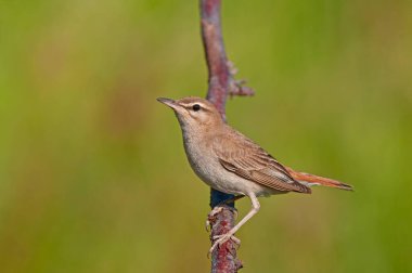 Rufous-tail fırça Robin bir dal üzerinde. Cercotrichas galaksileri. Yeşil arkaplan.