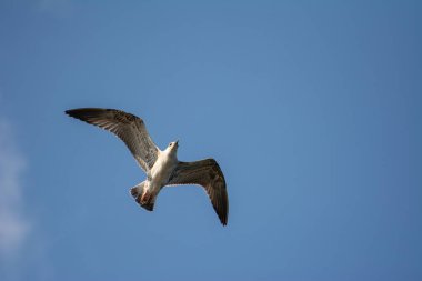 Gökyüzünde uçan martı. Sarı bacaklı martı, Larus michahellis.