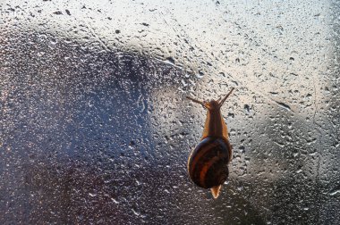 Camdaki salyangozlar ve yağmur damlaları.