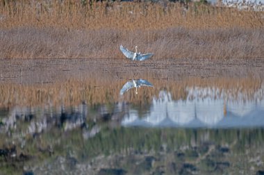 Gölde, Büyük Akbalıkçıl, Ardea Alba.