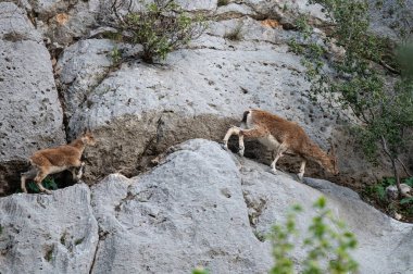 Dişi bir vahşi keçi ve yavruları kayalarla besleniyor. Capra aegagrus.