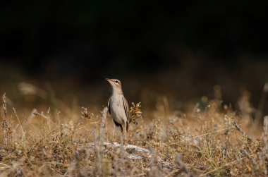 Rufous-tail Scrub Robin kuru otların arasında. Cercotrichas galaksileri. Siyah arkaplan.
