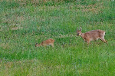 Dişi bir vahşi keçi ve yavrusu yeşil çimlerde besleniyor. Capra aegagrus.